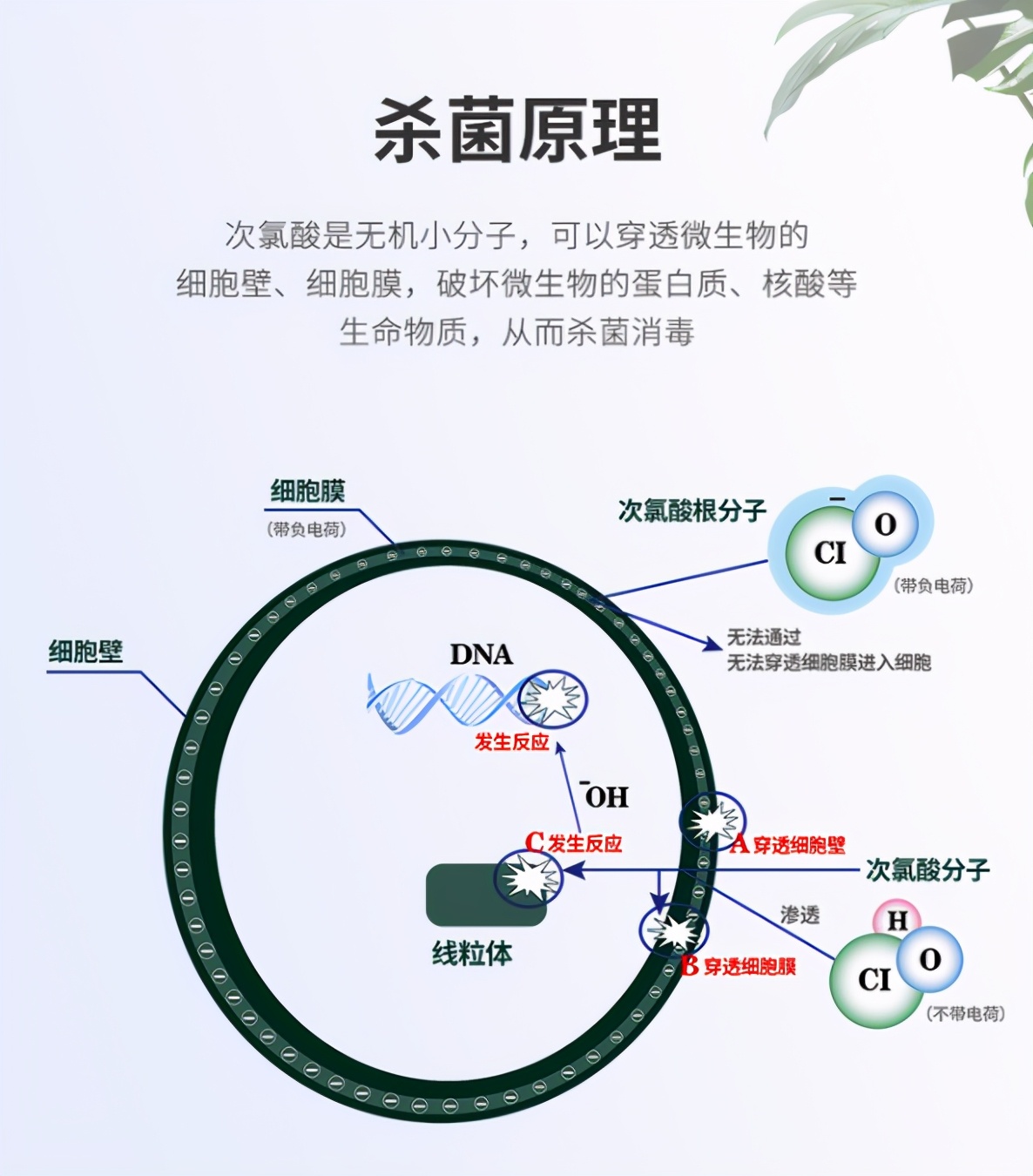 新型杀菌成分次氯酸，你了解多少？