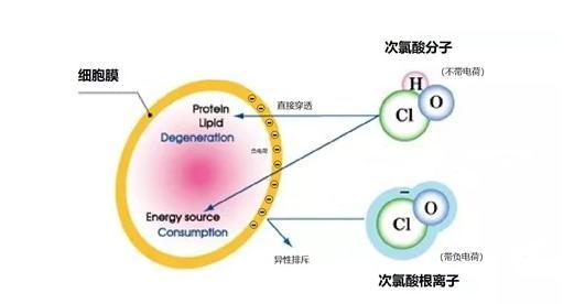 为什么HOCl（次氯酸）能更有效杀死病原体？(图4)