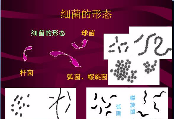 常见微生物菌落形态及消毒灭菌方式(图11)