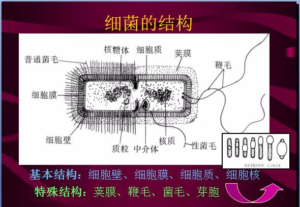 常见微生物菌落形态及消毒灭菌方式(图12)