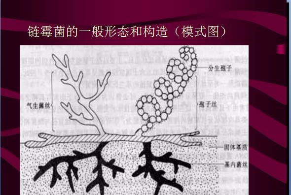 常见微生物菌落形态及消毒灭菌方式(图14)