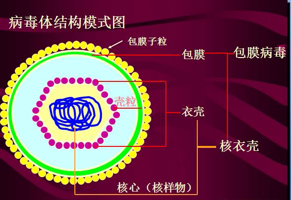 常见微生物菌落形态及消毒灭菌方式(图21)