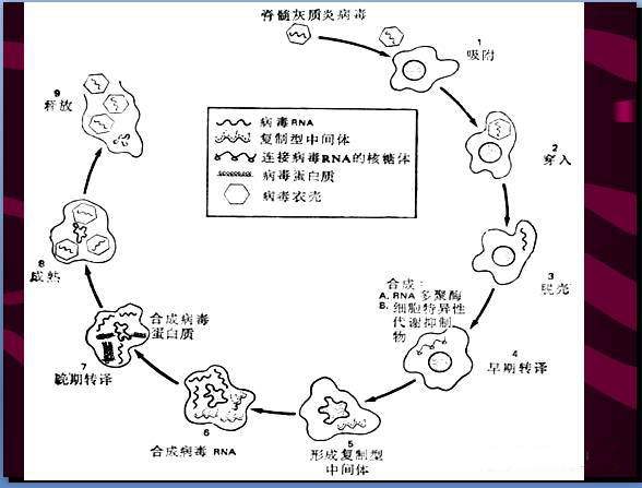 常见微生物菌落形态及消毒灭菌方式(图22)