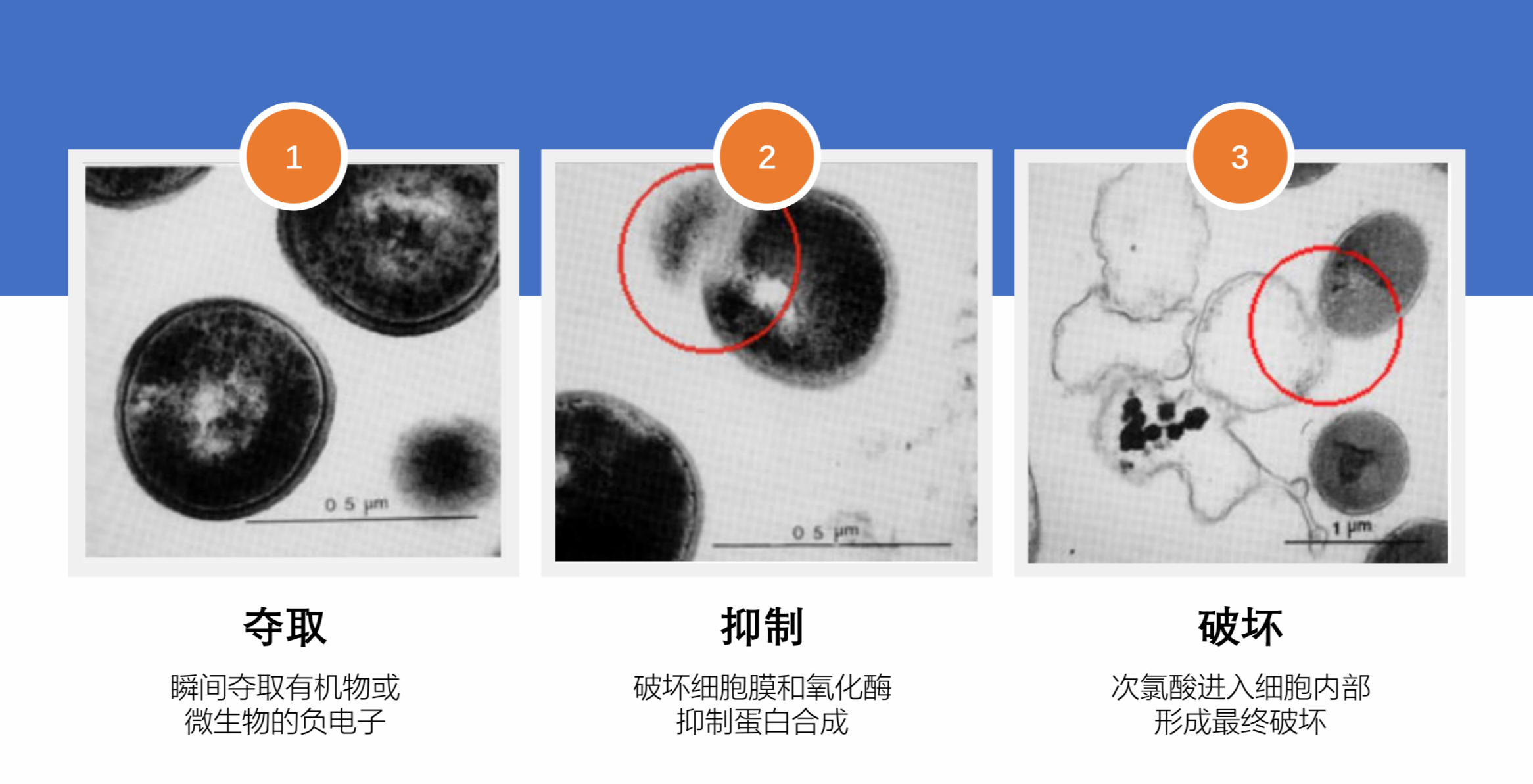 人体会产生的消毒液——次氯酸最全科普