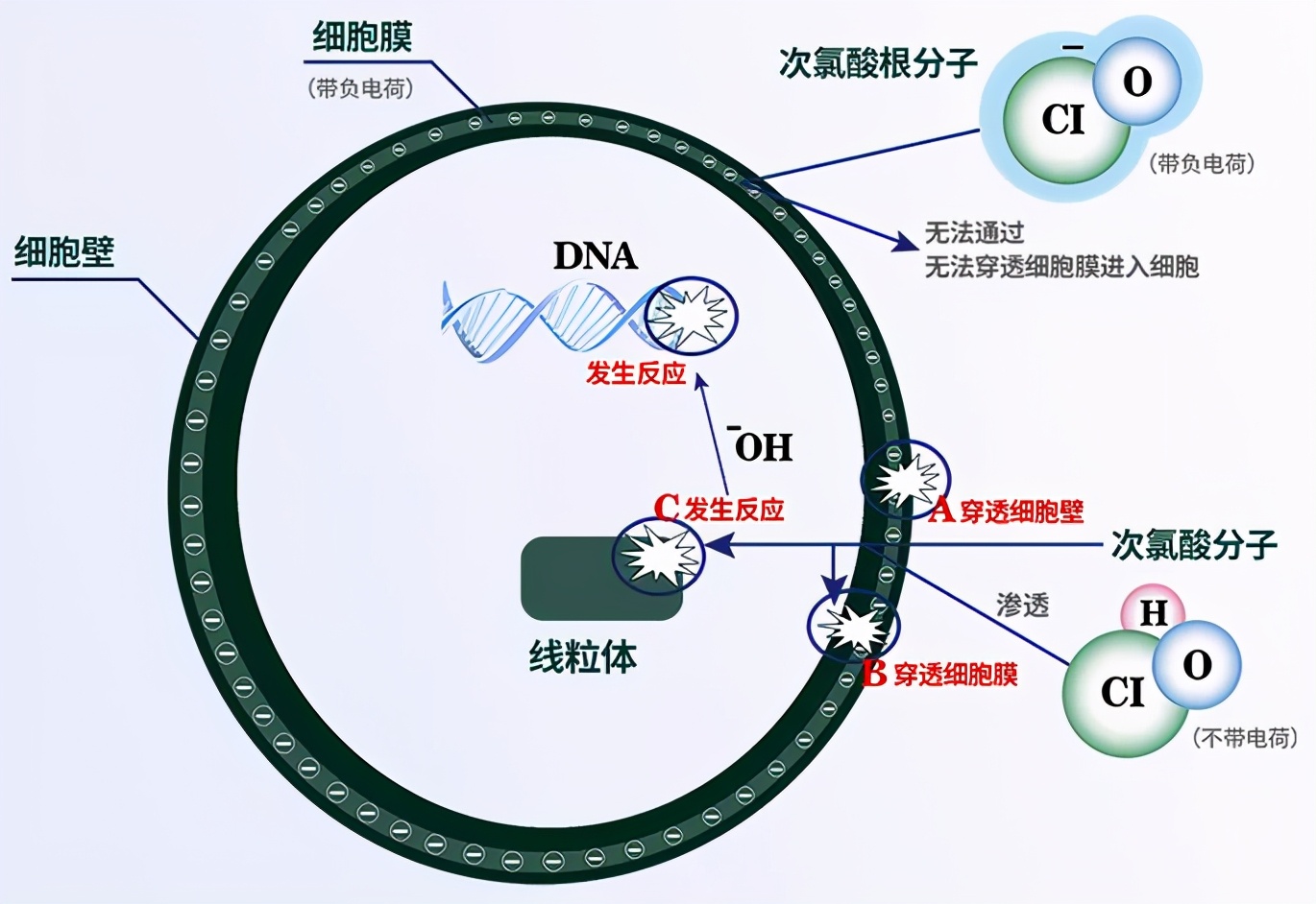 次氯酸——关于它的杀菌与止痒消炎性能