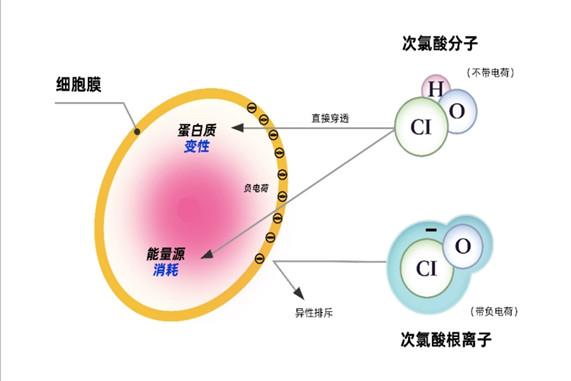 次氯酸与次氯酸钠区别(图3)