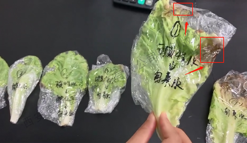 酸化水作用生菜实验验证酸化水对蔬菜的保鲜作用(图3)