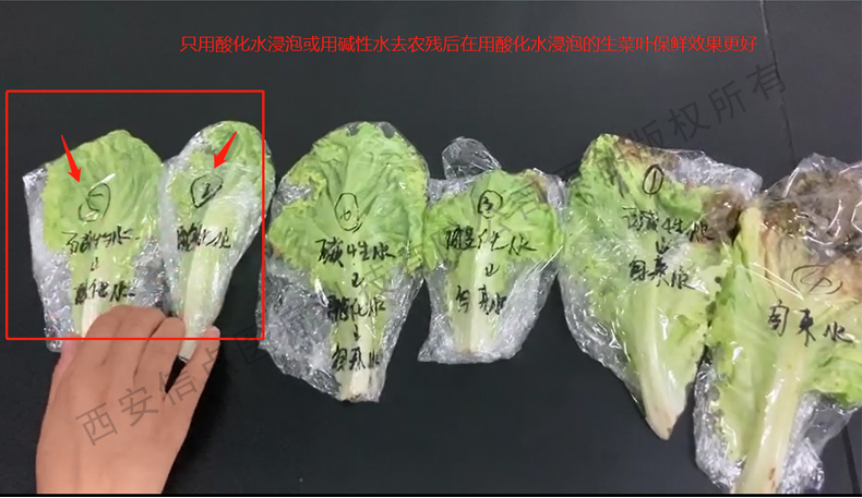 酸化水作用生菜实验验证酸化水对蔬菜的保鲜作用(图8)