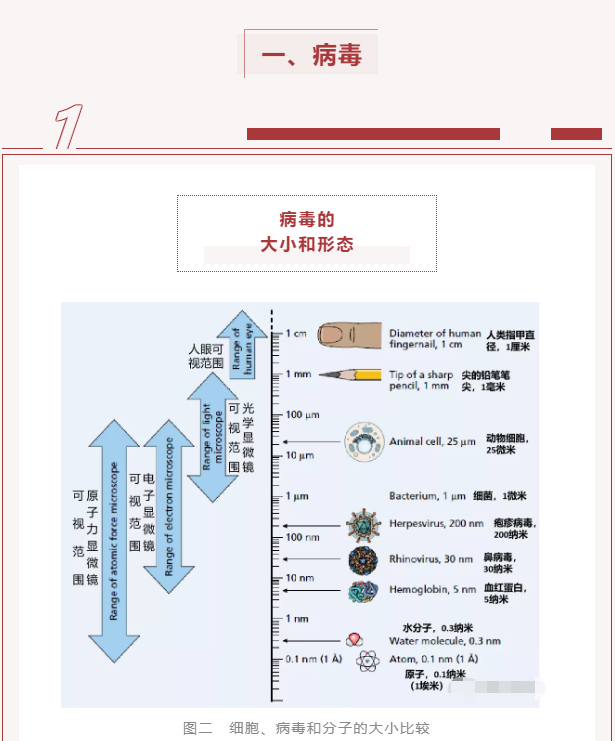 微生物科普 | 病毒是什么？(图2)