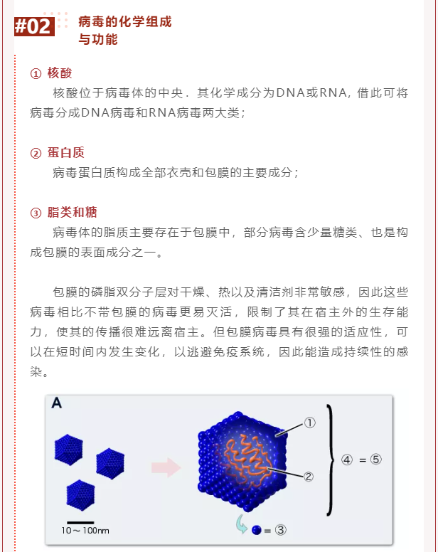 微生物科普 | 病毒是什么？(图5)