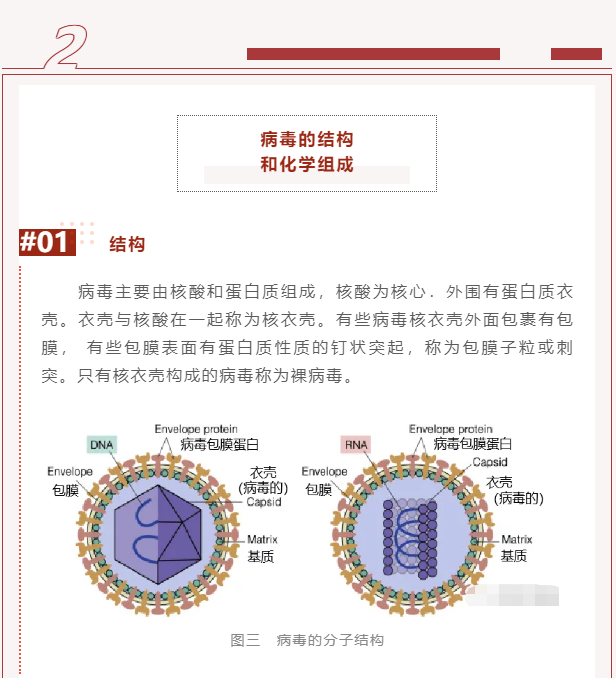 微生物科普 | 病毒是什么？(图4)