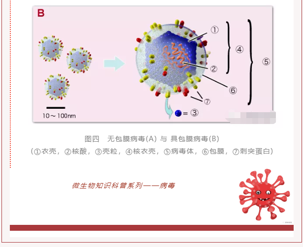 微生物科普 | 病毒是什么？(图6)