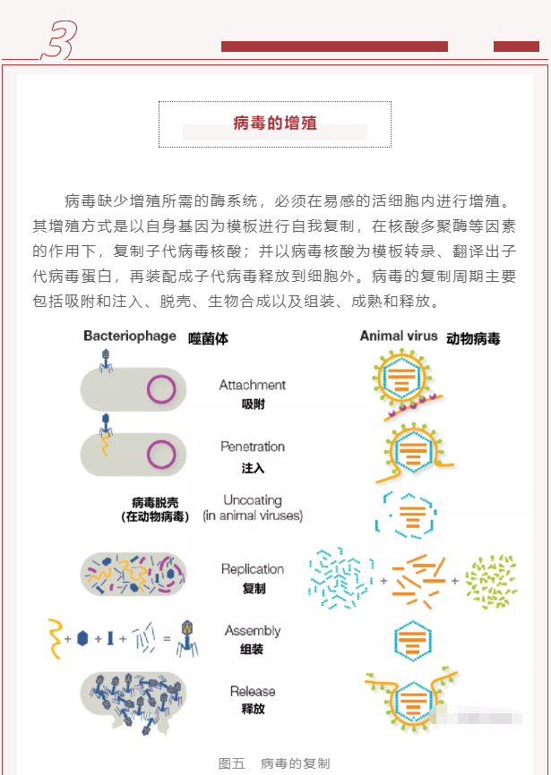 微生物科普 | 病毒是什么？(图7)